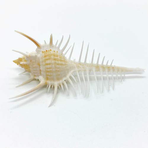 Amazon | ホネガイの貝殻(貝がら) 小サイズ(約5cm～7cm) | 生態・採集